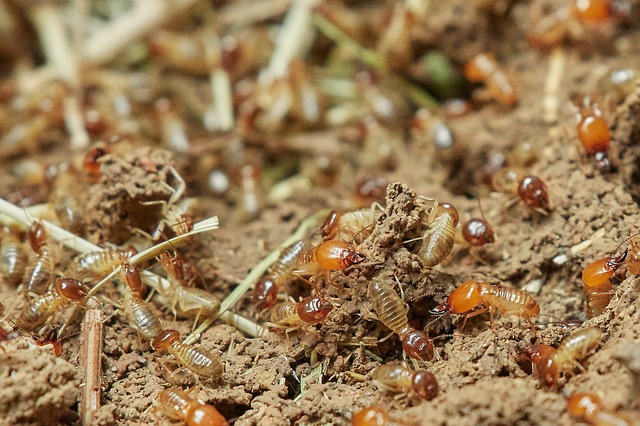 What You can Do to Keep Out Termites